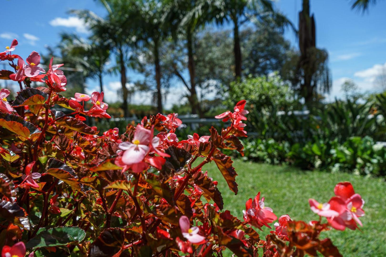 Finca Hotel 12 Palmas- Aeropuerto Jmc Rionegro Buitenkant foto